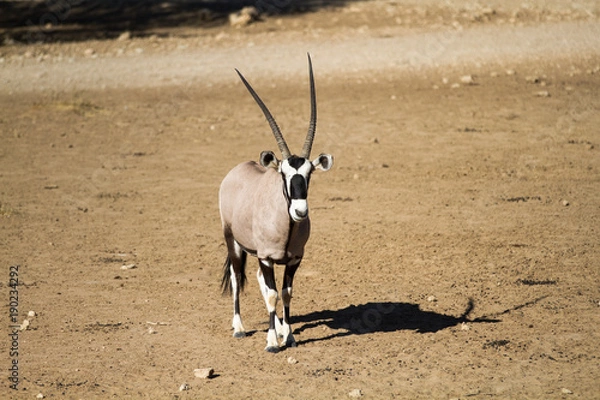 Obraz Gemsbok, aka Oryx