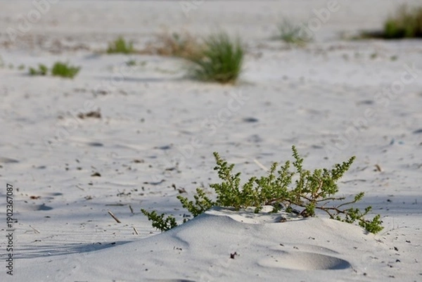 Obraz Alge am Strand
