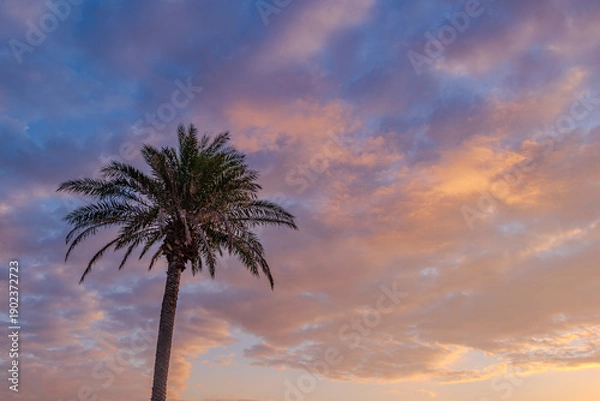 Obraz 朝空と椰子