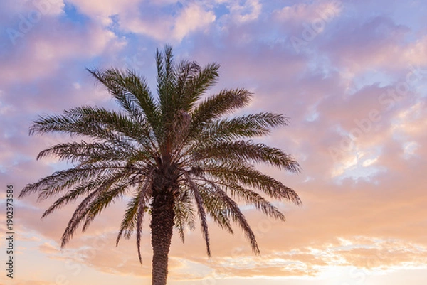 Fototapeta 朝焼けと椰子の木
