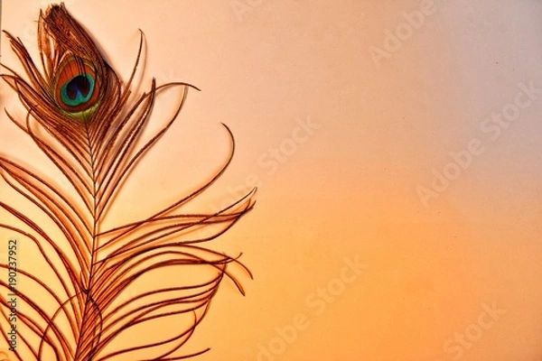 Obraz Peacock Feather On Colorful Background