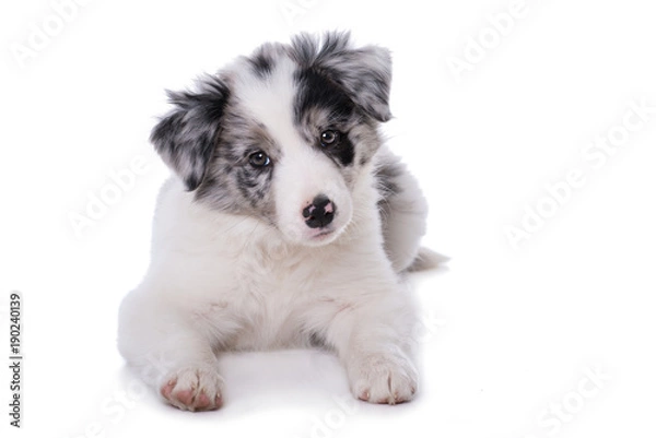 Obraz Liegender Border Collie Welpe