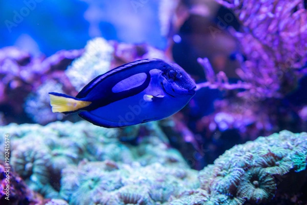 Obraz coral reef with fish