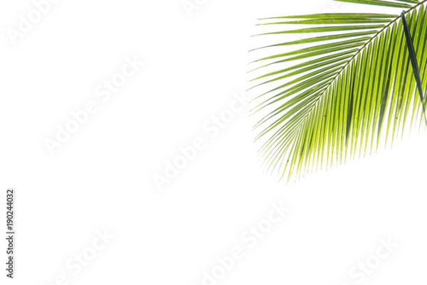 Fototapeta Coconut leaves on isolated background.
