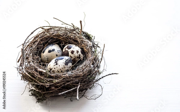 Fototapeta a nest with three quail eggs on a business table 