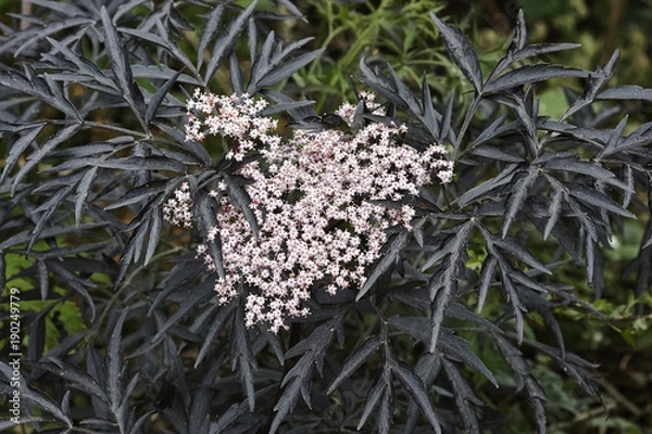Obraz Elder Sambucus
