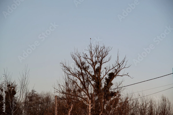 Obraz bird on a tree