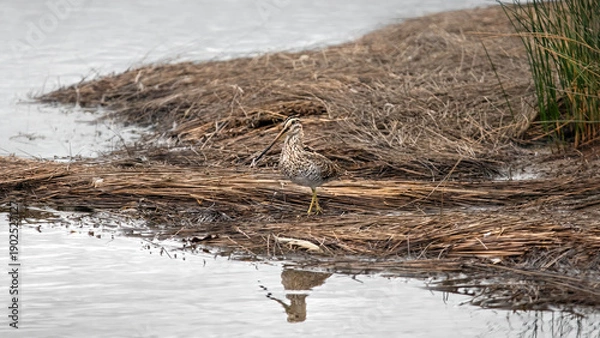 Obraz Common Snipe (Gallinago Gallinago)