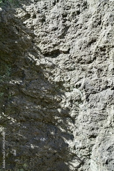 Obraz 岩の表面に映る木の葉の影