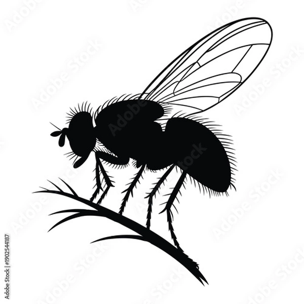 Obraz Fly side view perched Vector, Silhouette, Illustration
