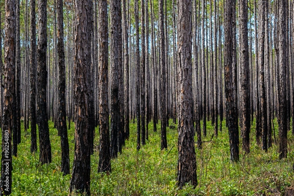 Obraz Lasy na Florydzie