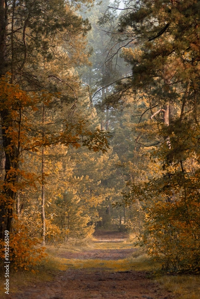 Obraz las jesienią 5