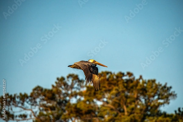 Obraz Pelican in Flight