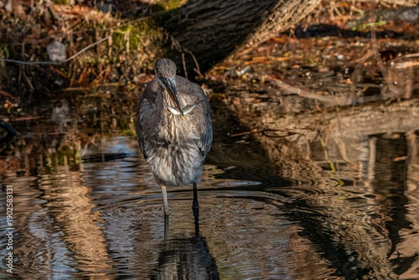 Obraz Great Blue Heron