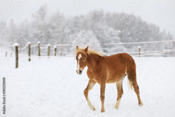 Fototapeta The red-haired foal on the meadow