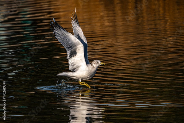 Obraz Seagull in Flight