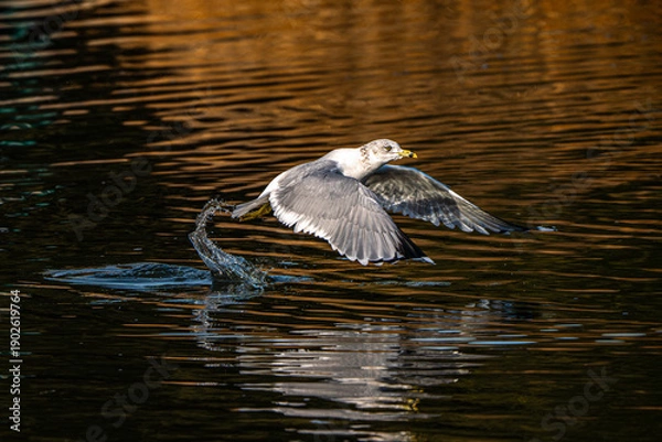 Obraz Seagull in Flight