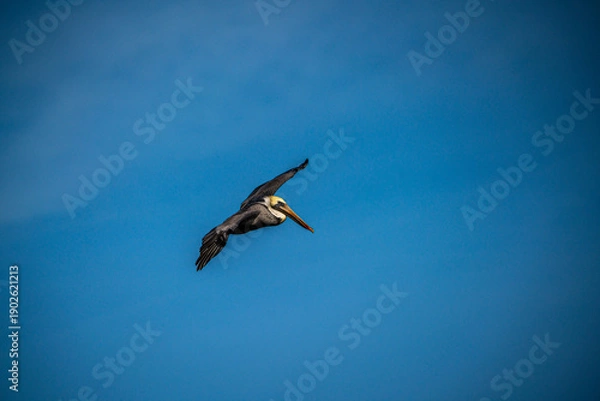Obraz Pelican in Flight