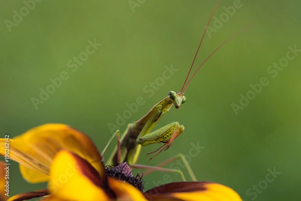 Obraz Mantis on the flower