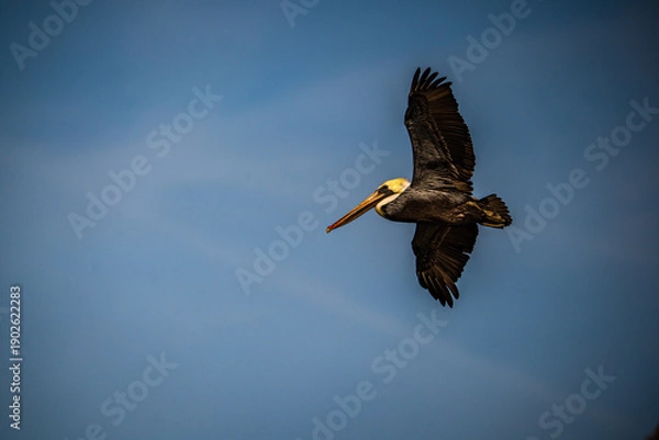 Obraz Pelican in Flight