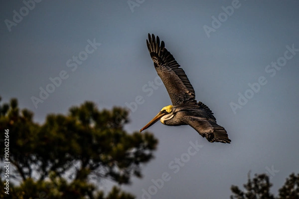 Obraz Pelican in Flight