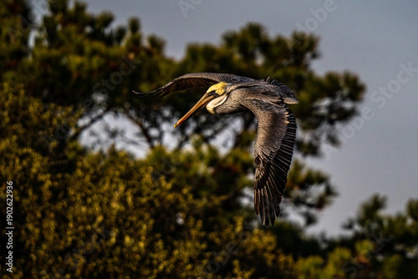 Obraz Pelican in Flight