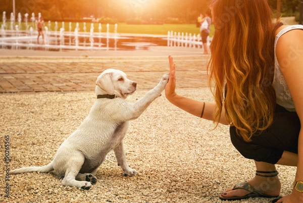 Fototapeta Śliczny młody pies labrador retriever szczeniak i młoda kobieta dają sobie nawzajem uścisk dłoni