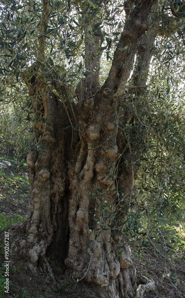 Obraz Tuscany, ancient olive trees