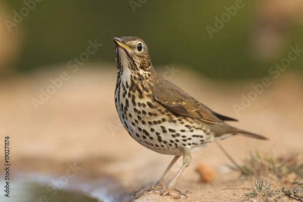 Obraz Song thrush - winter migration