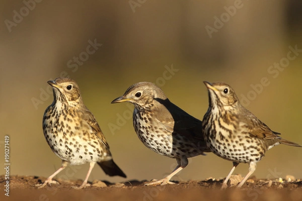 Obraz Song thrush - winter migration