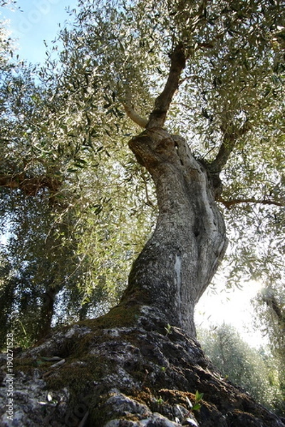 Obraz Tuscany, ancient olive trees