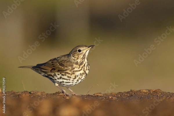 Obraz Song thrush - winter migration