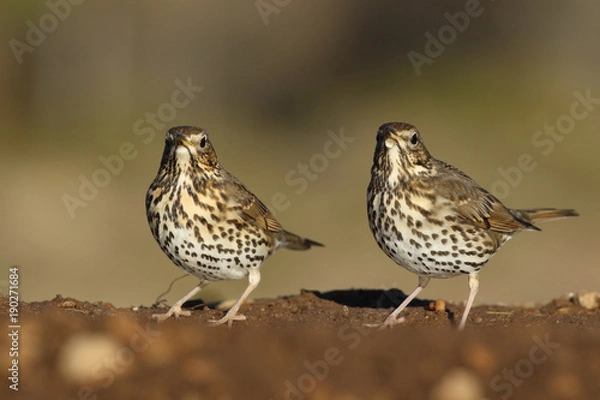 Obraz Song thrush - winter migration