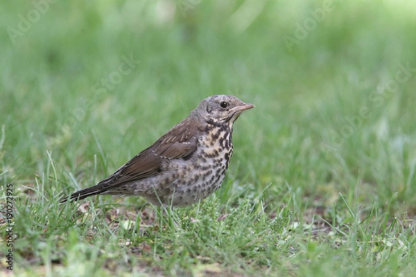Obraz Fieldfare - thrushes