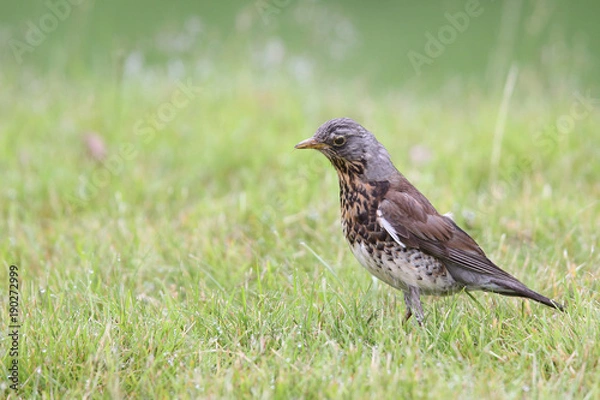 Fototapeta Fieldfare - thrushes