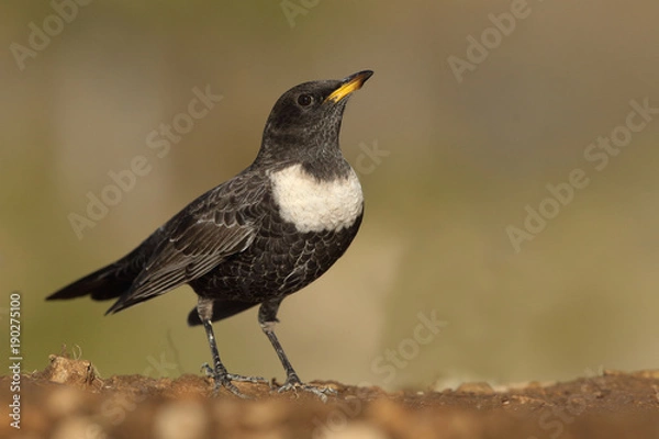 Obraz Ring ouzel