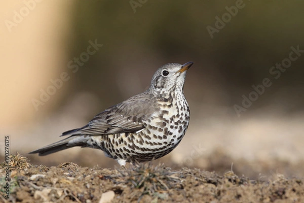 Obraz Mistle thrush