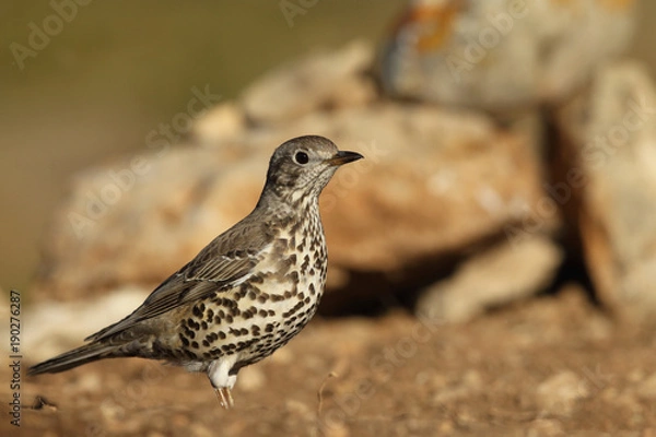 Obraz Mistle thrush