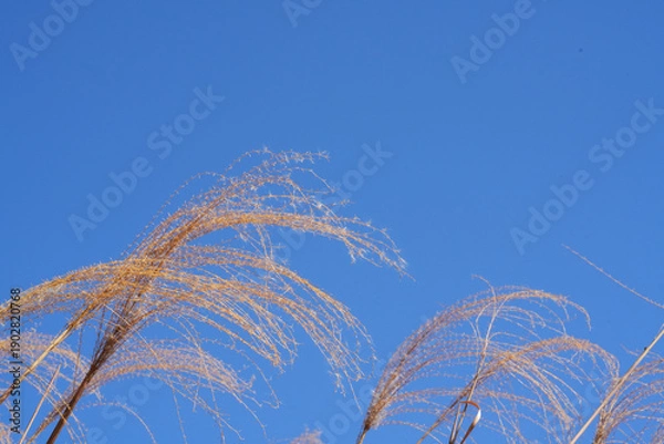 Obraz 枯れたススキ