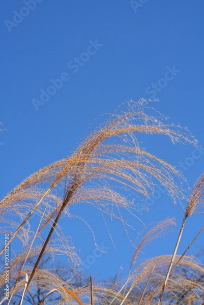 Obraz 枯れたススキ