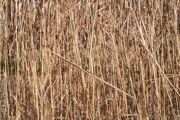 Obraz 枯れたススキ