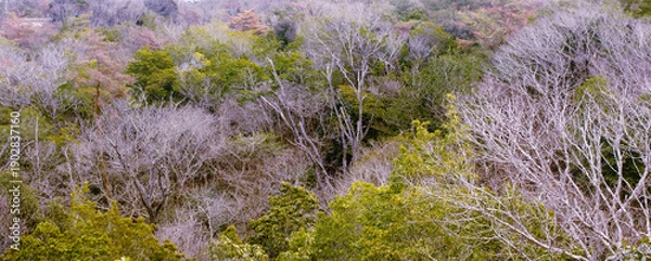 Obraz 兵庫県・三木山森林公園冬の風景