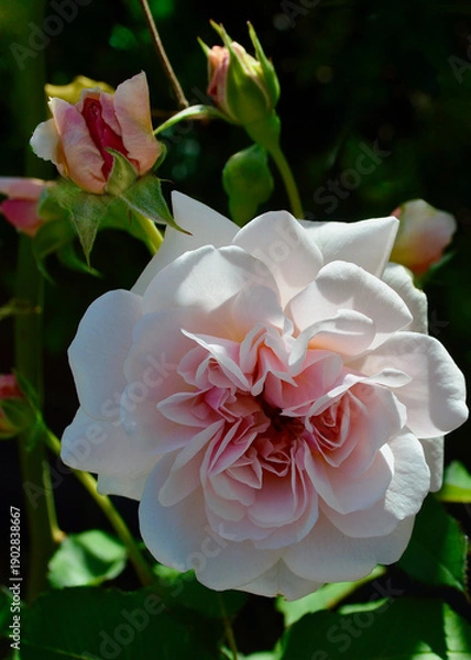 Obraz pink and white rose