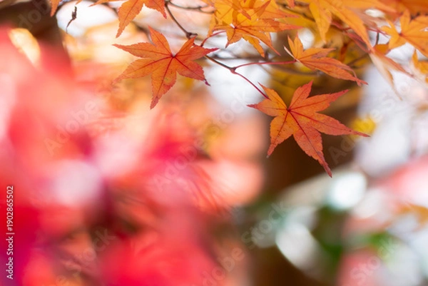 Obraz 秋の晴れた日の公園　青空に映える美しい紅葉　滋賀県大津市びわこ文化公園　