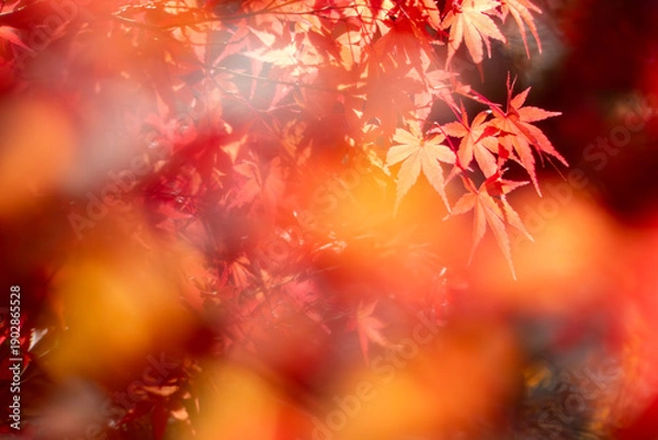 Obraz 秋の晴れた日の公園　青空に映える美しい紅葉　滋賀県大津市びわこ文化公園　