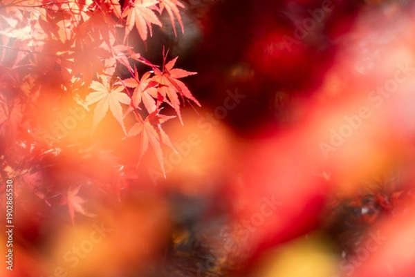 Obraz 秋の晴れた日の公園　青空に映える美しい紅葉　滋賀県大津市びわこ文化公園　