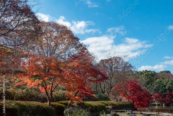 Obraz 秋の晴れた日の公園　青空に映える美しい紅葉　滋賀県大津市びわこ文化公園　