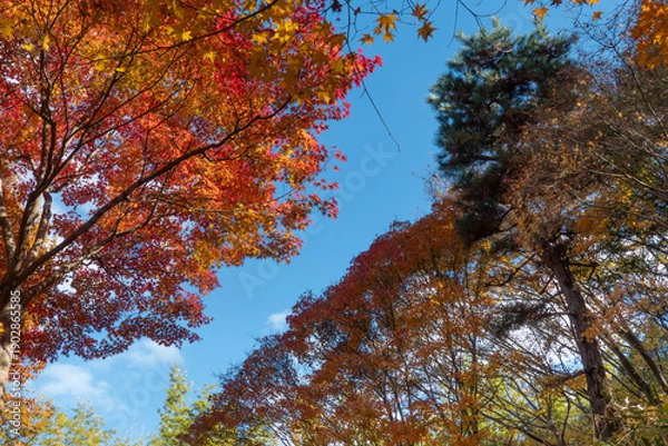 Obraz 秋の晴れた日の公園　青空に映える美しい紅葉　滋賀県大津市びわこ文化公園　