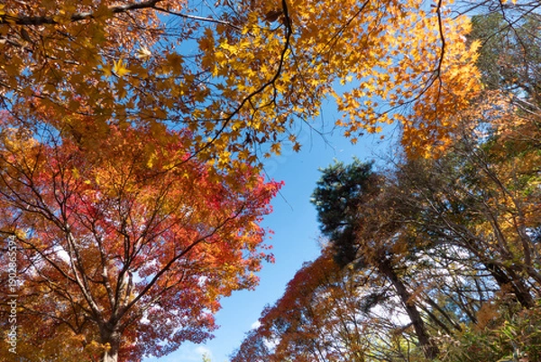 Obraz 秋の晴れた日の公園　青空に映える美しい紅葉　滋賀県大津市びわこ文化公園　