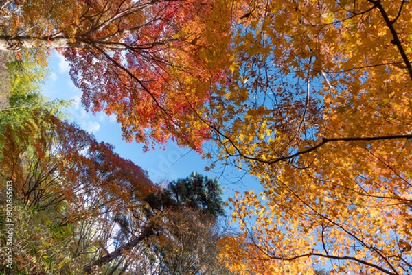 Obraz 秋の晴れた日の公園　青空に映える美しい紅葉　滋賀県大津市びわこ文化公園　